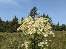 Load image into Gallery viewer, Flat-topped White Aster