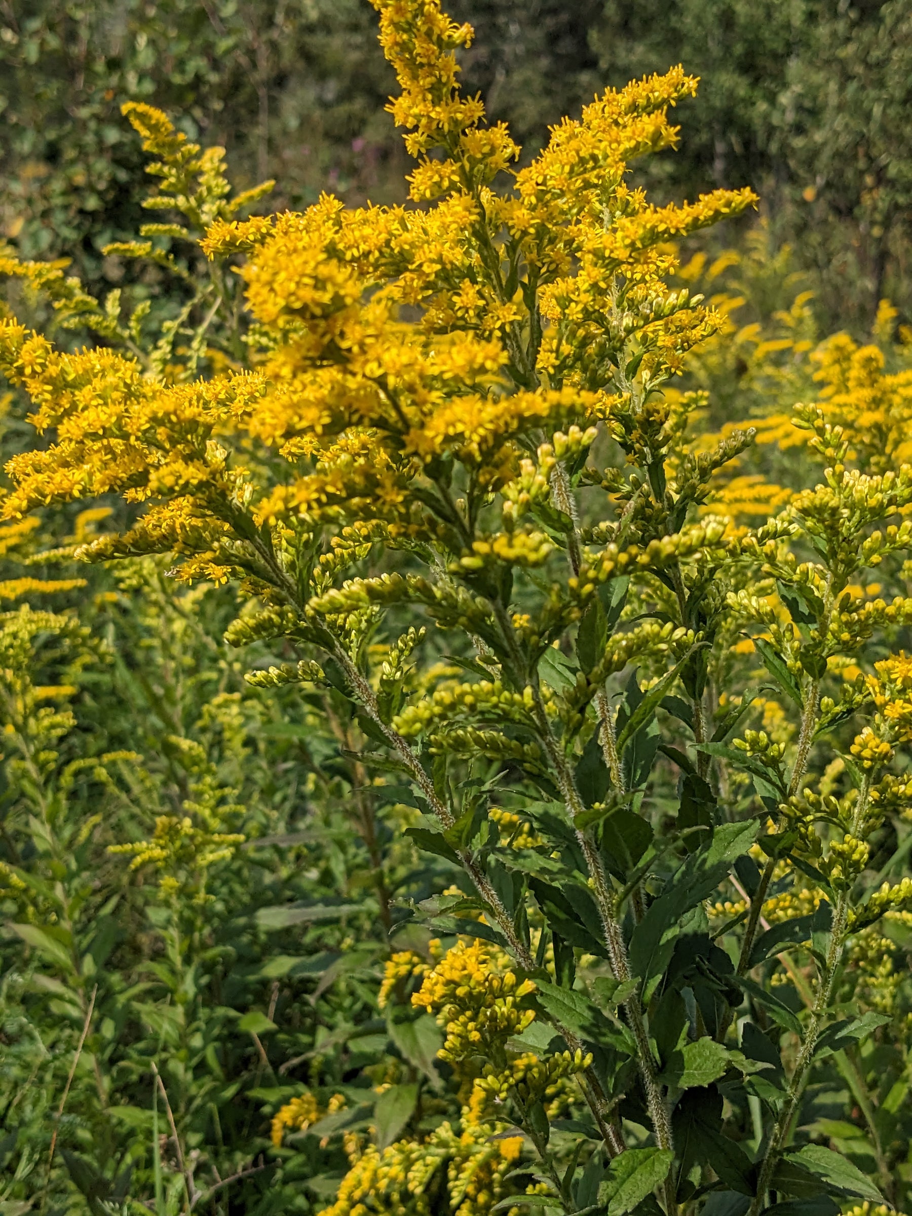 Canada Goldenrod