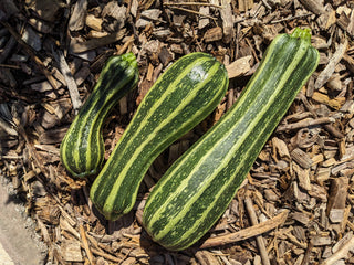 Zucchini, Costata Romanesco