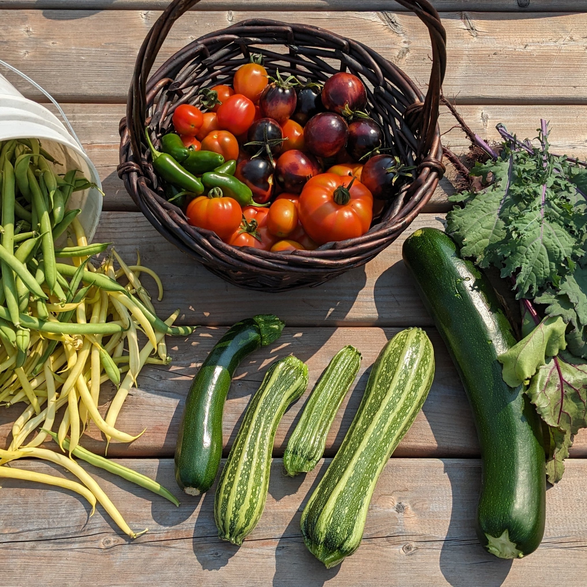 Costata Romanesco Zucchini – Northern Wildflowers