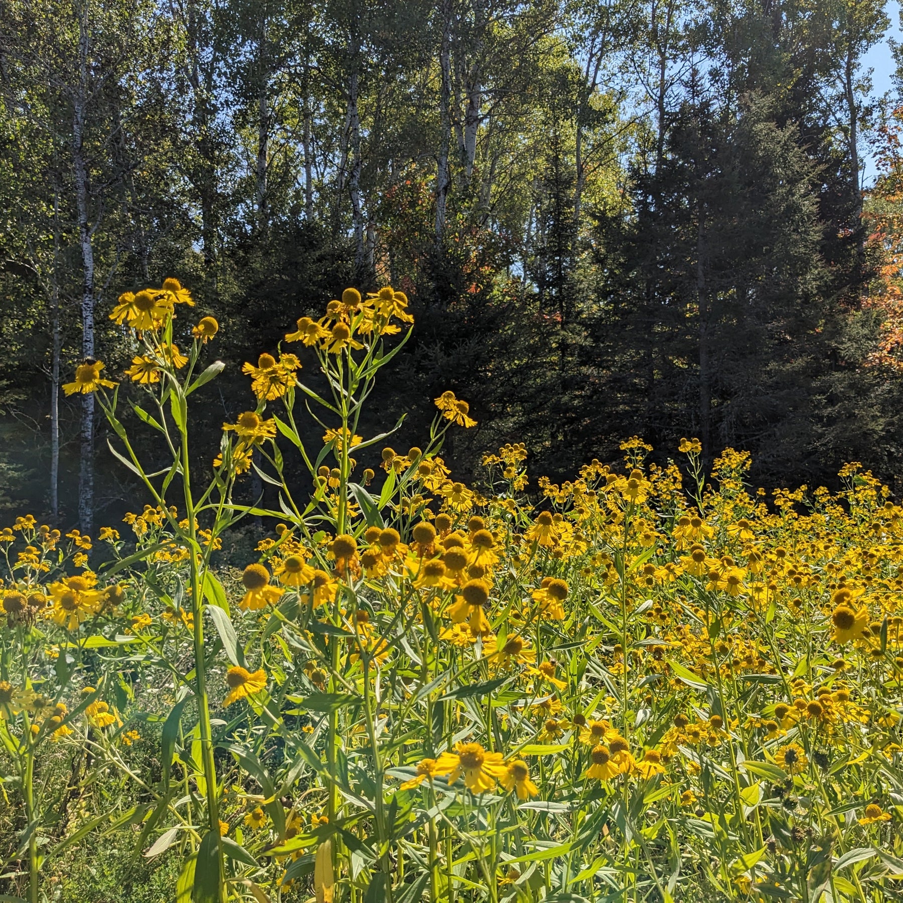 Sneezeweed Seeds