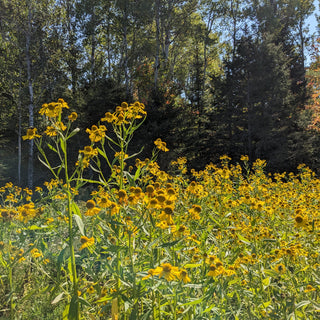 Sneezeweed Seeds