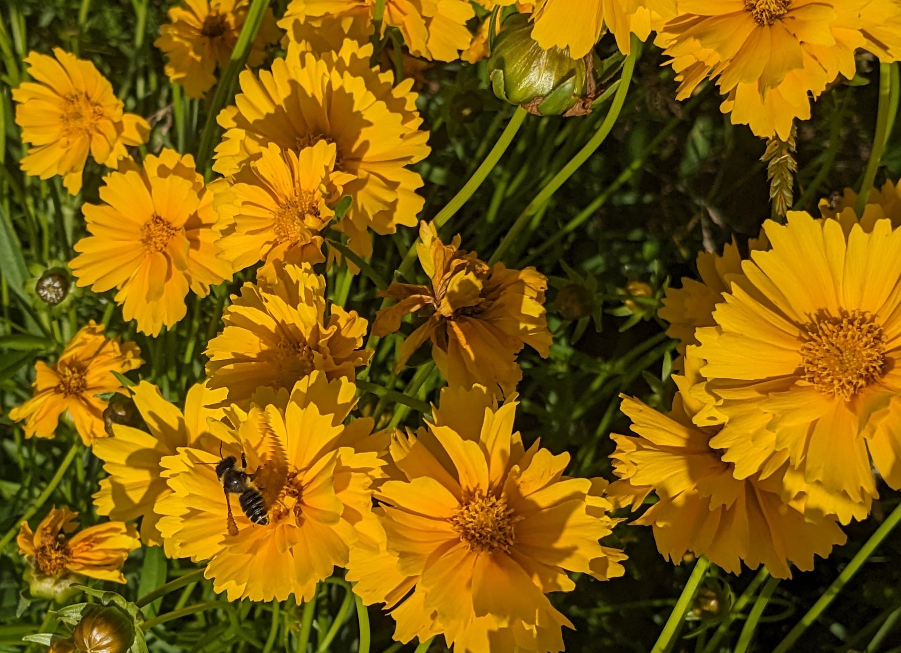 Lanceleaf Coreopsis