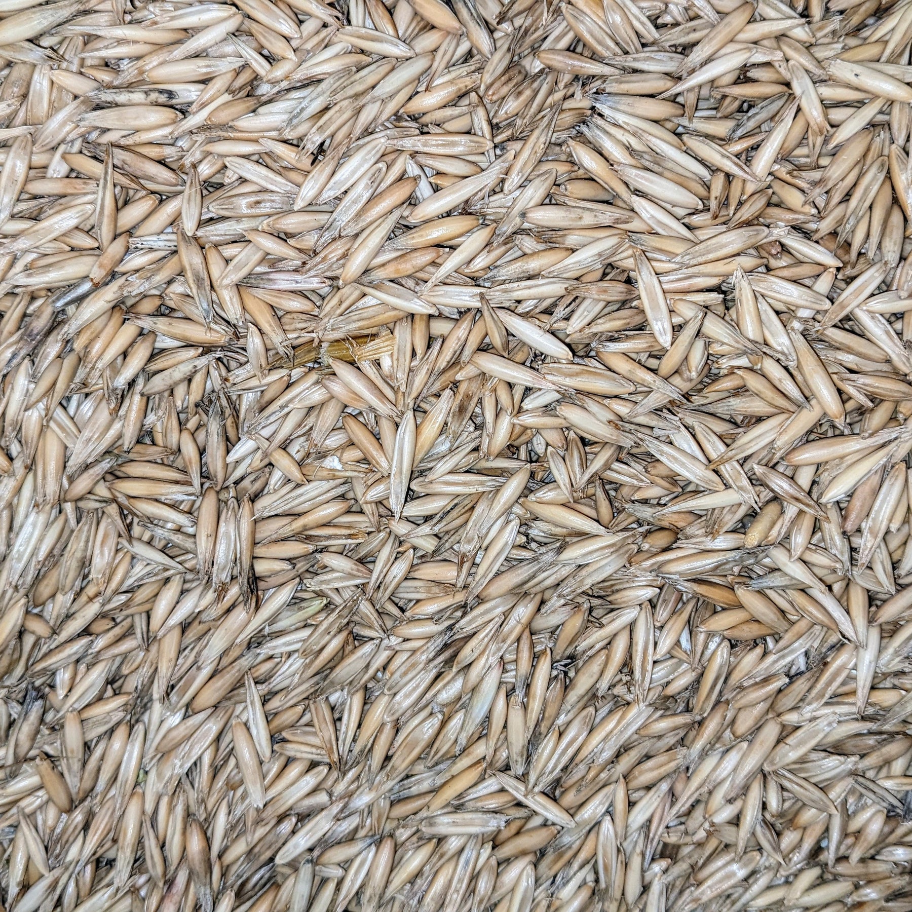 Common Oats (Nurse Crop)