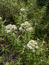 Load image into Gallery viewer, Pearly Everlasting