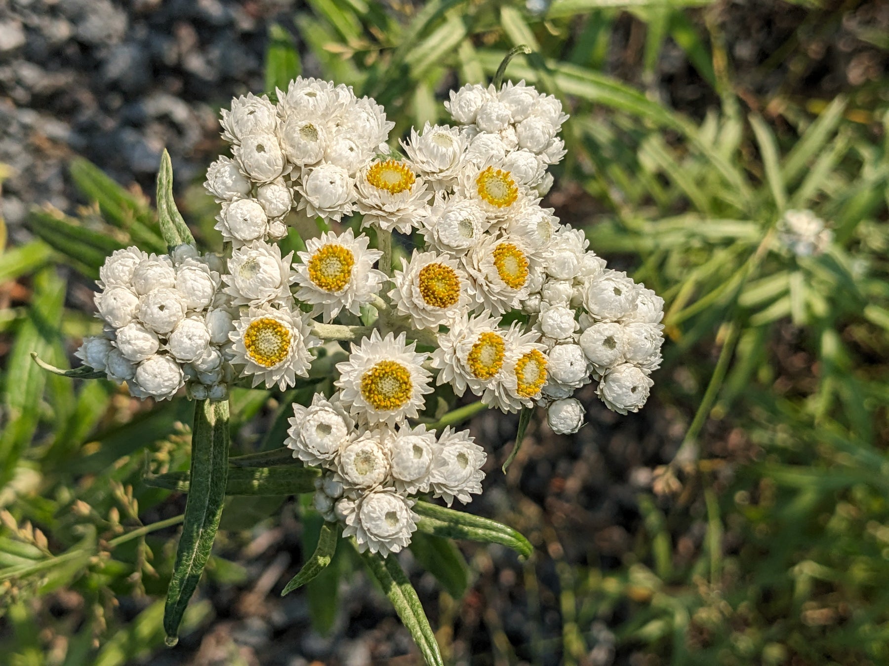 Pearly Everlasting