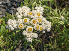 Load image into Gallery viewer, Pearly Everlasting