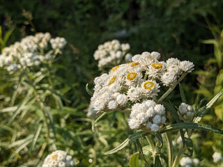 Pearly Everlasting