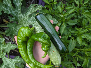 Peppers, Jimmy Nardello