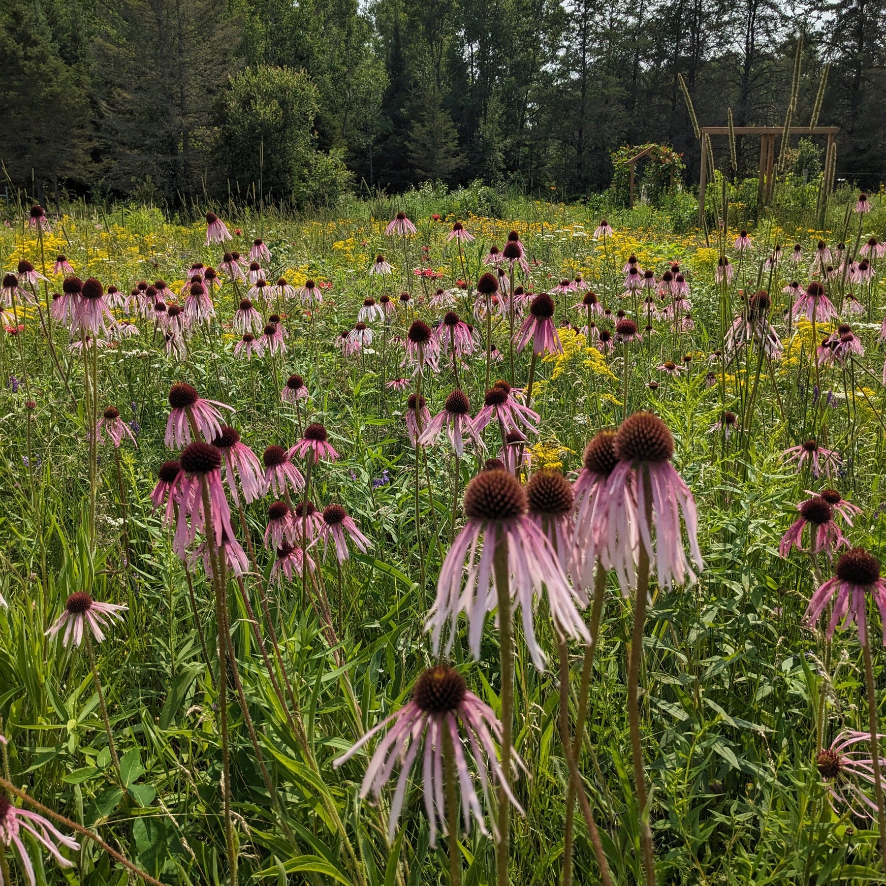 Pale Purple Coneflower