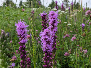 Liatris à épi