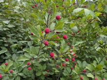 Load image into Gallery viewer, Mountain Holly