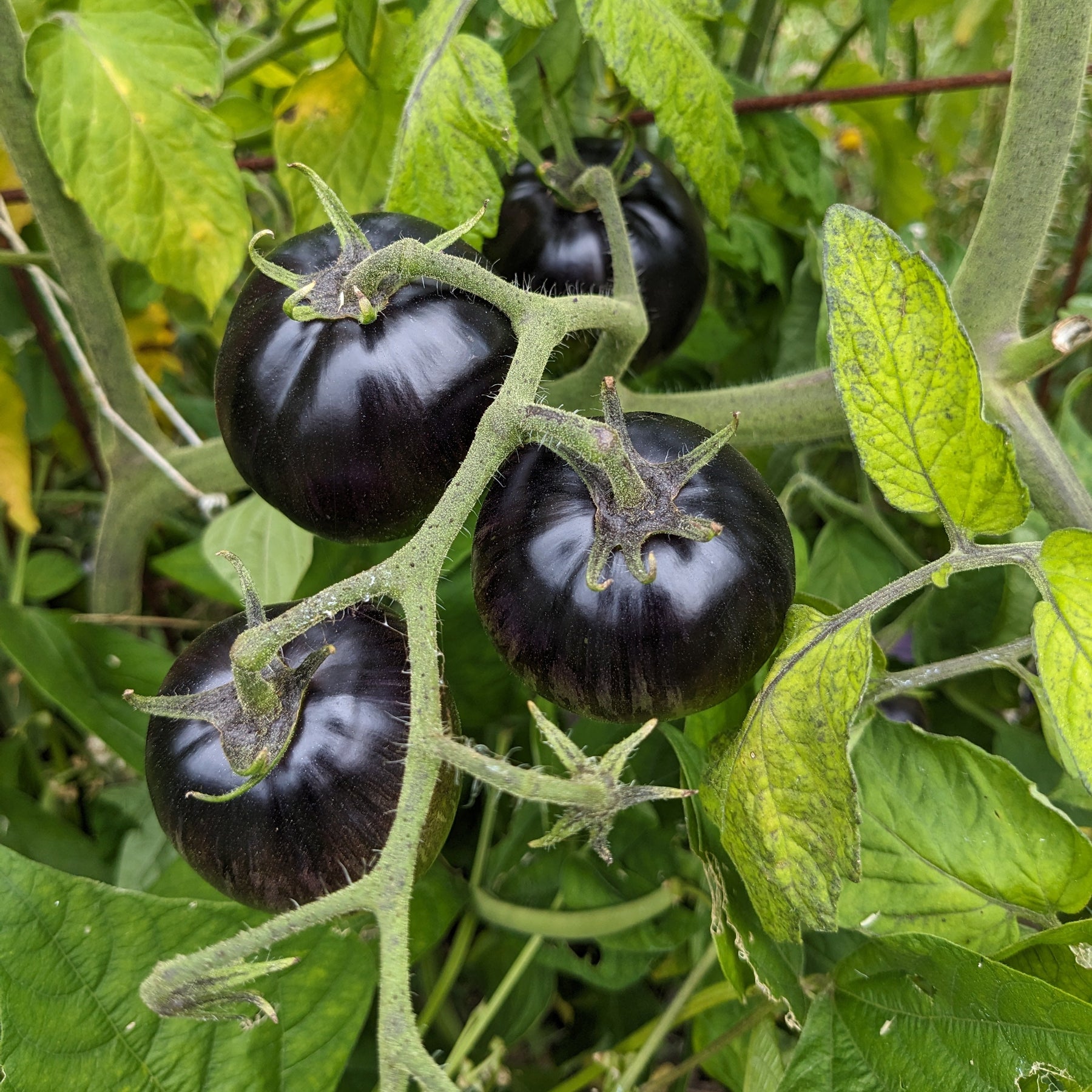 Tomate, cerise 'black tiger'