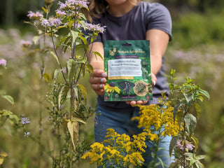 Mélange de semences de fleurs sauvages facile à cultiver