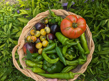 Load image into Gallery viewer, Tomato, Napa Chardonnay