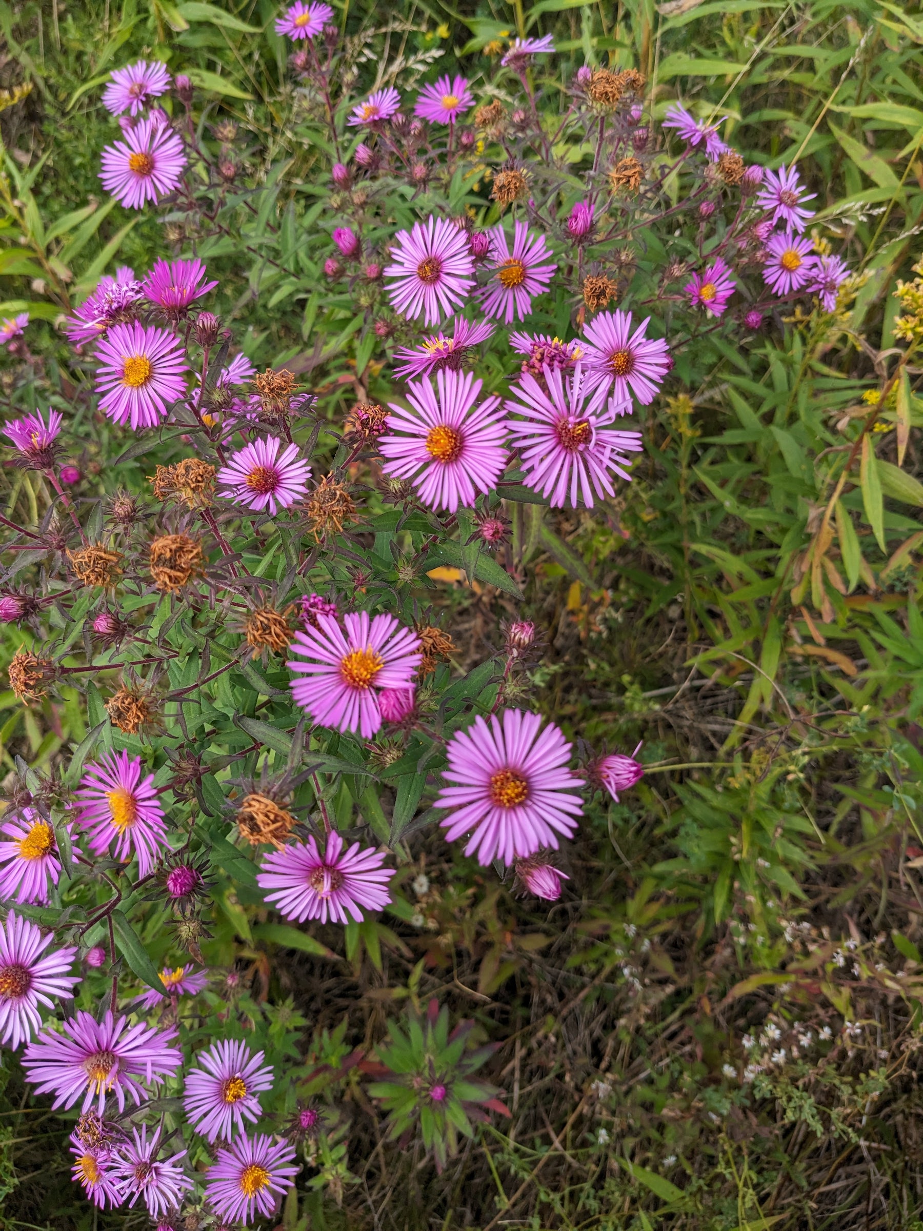 New England Aster