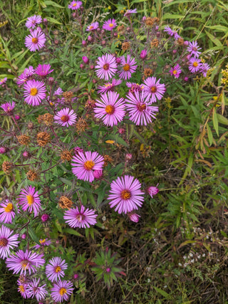 Aster de la Nouvelle-Angleterre