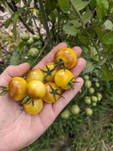 Load image into Gallery viewer, Tomato, Napa Chardonnay