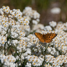 Load image into Gallery viewer, Pearly Everlasting