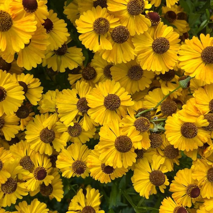 La fleur d'Hélène
