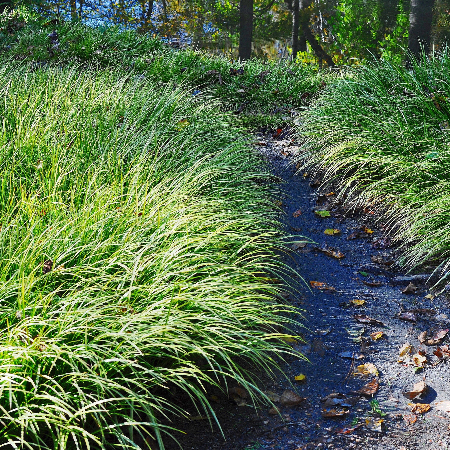 Prairie Dropseed
