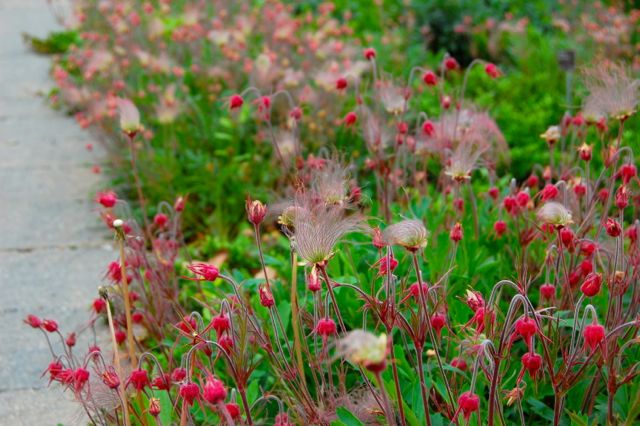 rock garden seed mix Rock Garden Wildflower Seed Collection – Northern Wildflowers