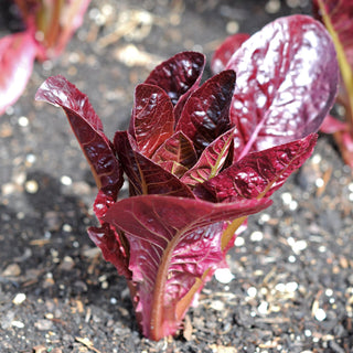 Rouge D'hiver Lettuce, Value-Grade Seeds