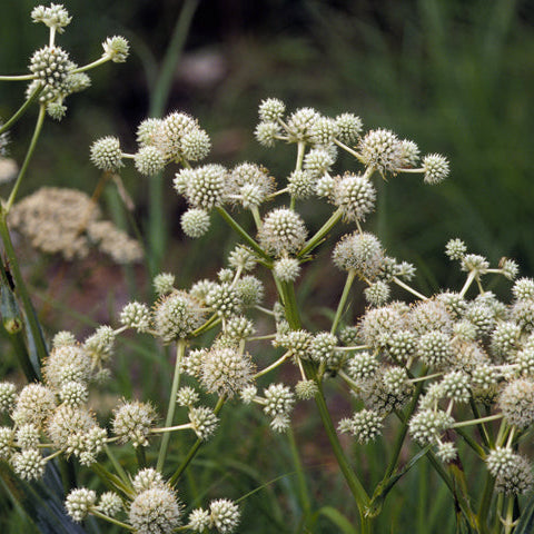 Rattlesnake Master