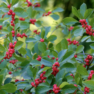 Winterberry Seeds