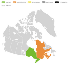 Charger l'image dans la galerie, Baume d'abeille écarlate