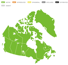 Load image into Gallery viewer, Fireweed