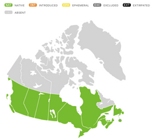 Charger l&#39;image dans la galerie, Herbe tachetée