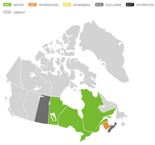 Load image into Gallery viewer, Obedient Plant