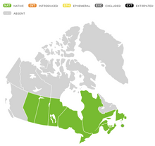 Load image into Gallery viewer, Flat-topped White Aster