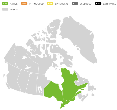 Langue de barbe velue