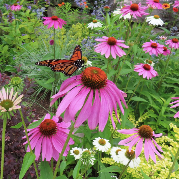 Purple Coneflower Seeds