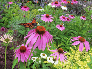 Purple Coneflower