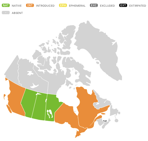 Maximilian's Sunflower