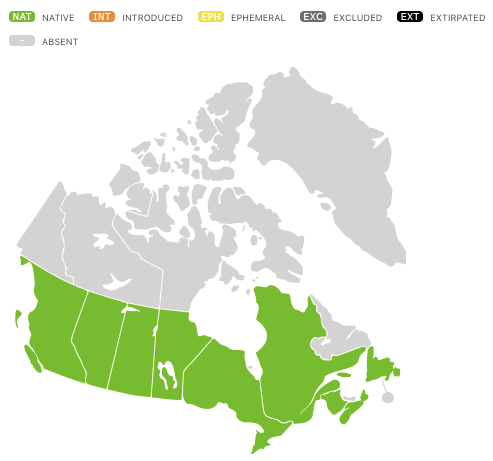 Anémone de Virginie