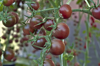 Heirloom Tomato Collection