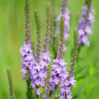 Hoary Vervain