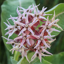 Load image into Gallery viewer, Showy Milkweed Seeds