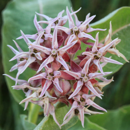 Showy Milkweed Seeds