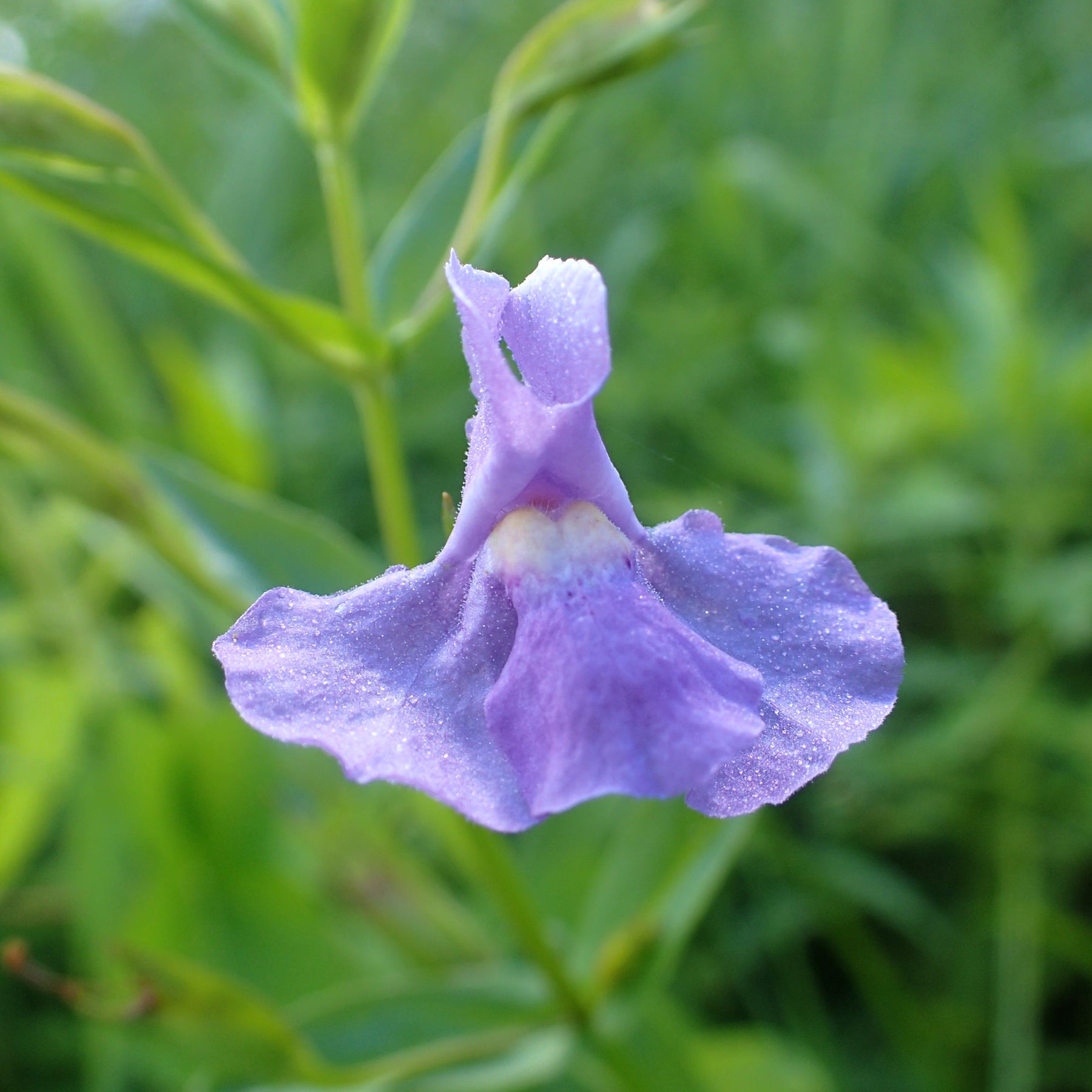Square Stemmed Monkey Flower Seeds
