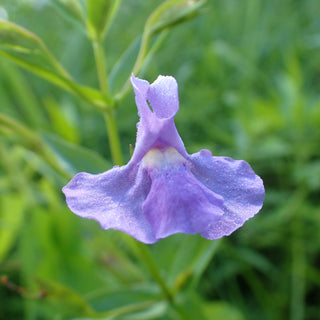 Square Stemmed Monkey Flower Seeds