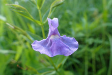 Load image into Gallery viewer, Square Stemmed Monkey Flower