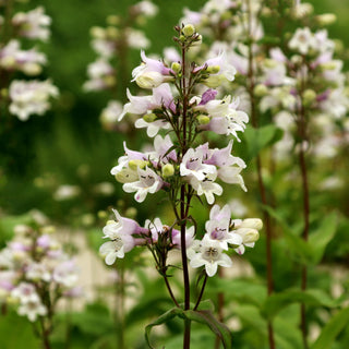 Foxglove Beardtongue Seeds