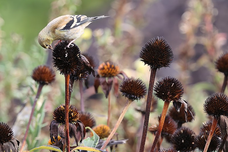 birds eating wildflower seeds For the Birds Wildflower Collection – Northern Wildflowers
