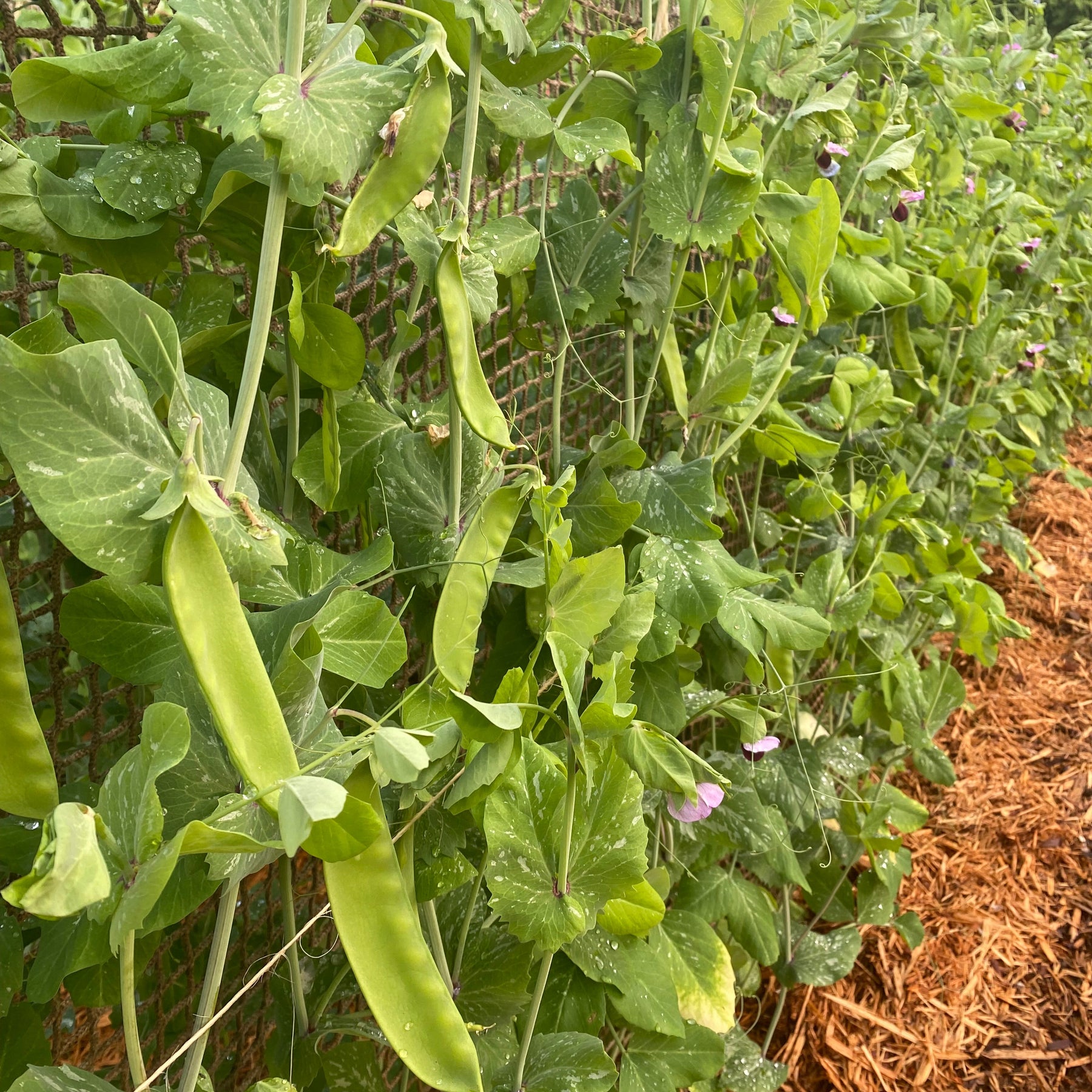 Brazilian (Banana Nano) Peas, Value-Grade Seeds