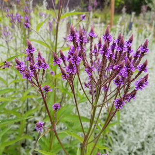 Northeastern Ontario and Northwestern Quebec Lowland Seed Mix